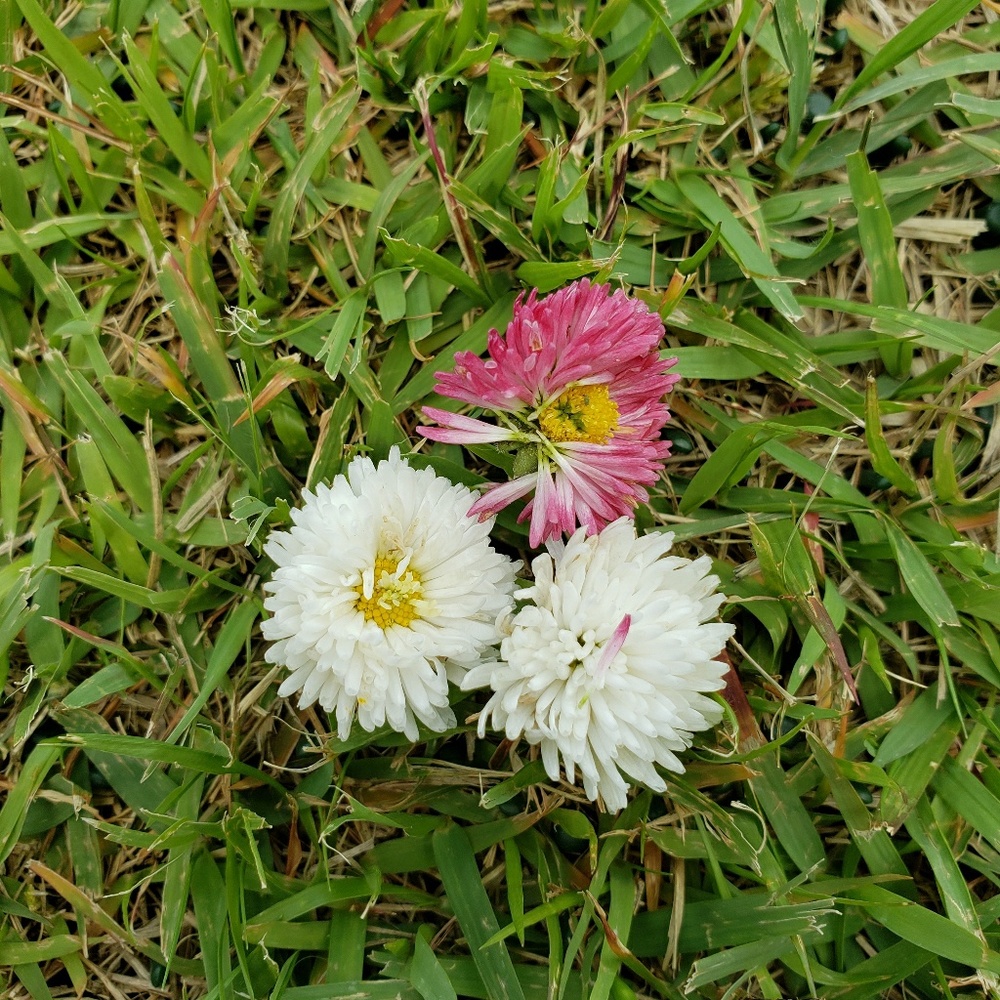 Meet your Posher, Joanne